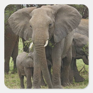 Adesivo Quadrado Elefante Africano   Manada