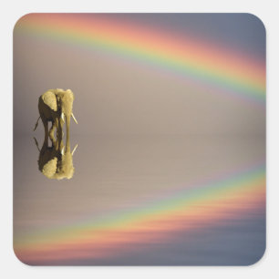 Adesivo Quadrado Elefante, Água e Arco-Íris, Quênia