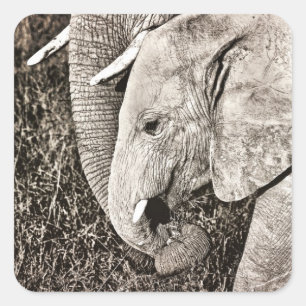 Adesivo Quadrado Elefante do bebê