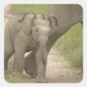 Adesivo Quadrado Elefante indiano / asiático e filhote, Corbett 2