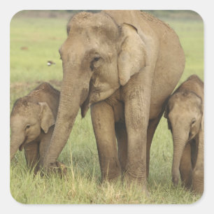 Adesivo Quadrado Elefante Indiano Asiático e Filhotes
