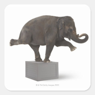 Adesivo Quadrado Elefante que executa o truque na caixa