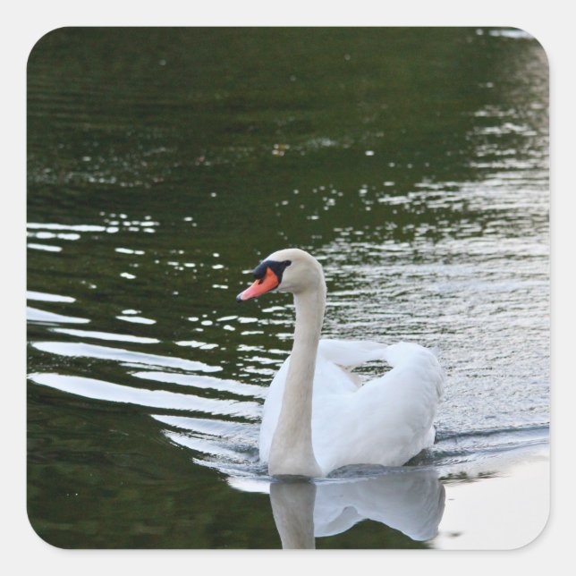 Adesivo Quadrado Elegant Mute Swan (Frente)