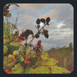 Adesivo Quadrado Elegante Holly Christmas,<br><div class="desc">Elegante Holly Christmas,  azul sky Foto de Sandy Closs xmas Christmas holly,  berry,  "holly berry" "elegante natal" "flores de natal" "floral azul verde azul"</div>