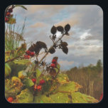 Adesivo Quadrado Elegante Holly Christmas,<br><div class="desc">Elegante Holly Christmas,  azul sky Foto de Sandy Closs xmas Christmas holly,  berry,  "holly berry" "elegante natal" "flores de natal" "floral azul verde azul"</div>