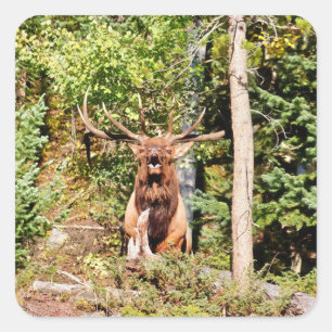 Adesivo Quadrado Elk Masculino no Parque Nacional da Montanha Rocky