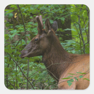 Adesivo Quadrado Elk Sticker