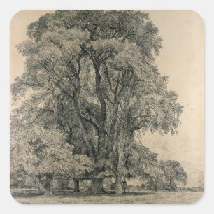 Adesivo Quadrado Elm tree in Old Hall Park, East Bergholt, 1817 (p
