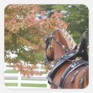 Adesivo Quadrado Embalagens para cavalos de Troia Belga