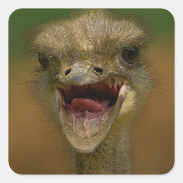 Adesivo Quadrado Embrace de Ostrich (Frente)
