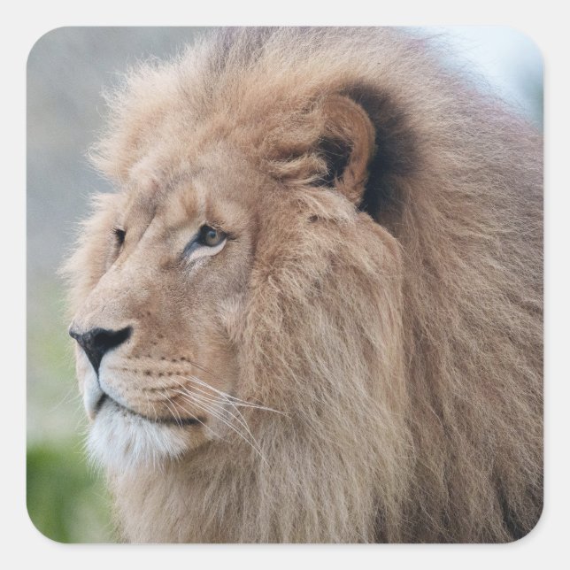 Adesivo Quadrado Embraço do Leão (Frente)