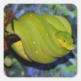 Adesivo Quadrado Emerald Tree Boa Cobra