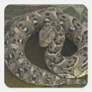 Adesivo Quadrado Encantador de serpentes, víbora-africana Bitis