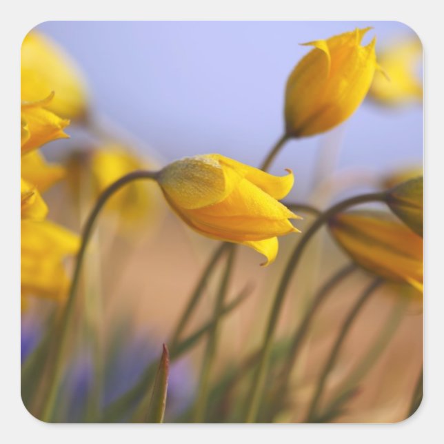 Adesivo Quadrado Encerramento dos daffodils (Frente)