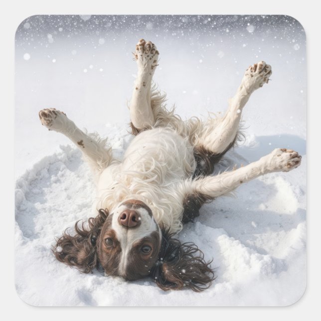 Adesivo Quadrado English Springer Spaniel Making a Snow Angel (Frente)