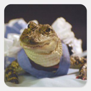 Adesivo Quadrado Engraçado de Alligador