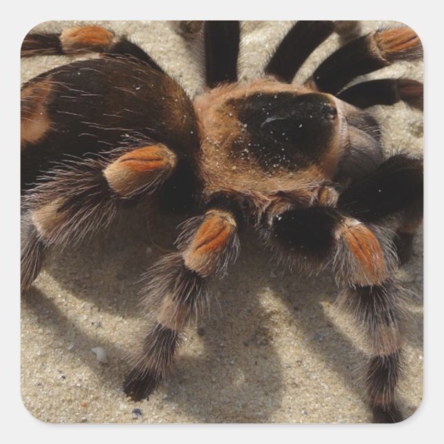 Adesivo Quadrado Envenenamento tarantula brachypelma vermelho-joelh (Frente)