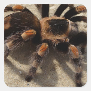 Adesivo Quadrado Envenenamento tarantula brachypelma vermelho-joelh