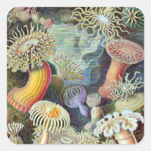 Adesivo Quadrado Ernst Haeckel Kunstformen der Nature Actiniae