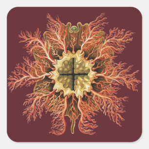 Adesivo Quadrado Ernst Haeckel Tunicado Náutico Arte da Vida no Mar