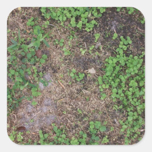 Adesivo Quadrado erva e porcaria