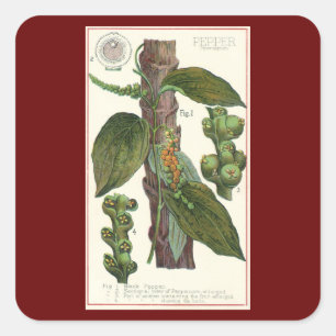 Adesivo Quadrado Ervas e especiarias alimentares vintage, planta de