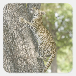 Adesivo Quadrado Escalada masculina nova do leopardo (Panthera