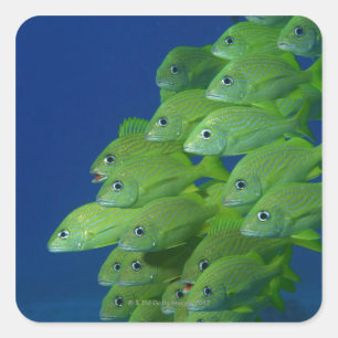 Adesivo Quadrado Escola do francês bluestriped e dos grunhidos do