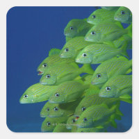 Escola francesa bluestriped e margate grunts