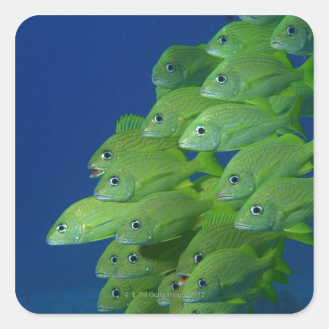 Adesivo Quadrado Escola francesa bluestriped e margate grunts (Frente)