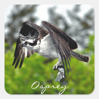 Adesivo Quadrado Espadilha-voadora Osprey Natureza Fotografia 7