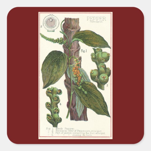 Adesivo Quadrado Especiarias de Comidas de vindima, pimenta preta (Frente)