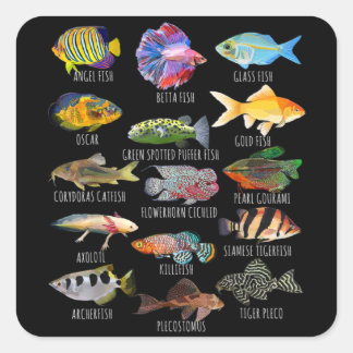 Adesivo Quadrado Espécies De Peixes De Pesca Biologia Tipos De Aquá