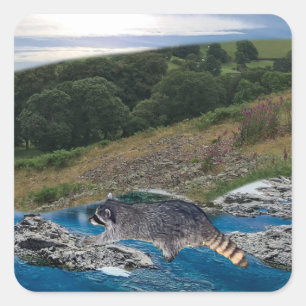 Adesivo Quadrado Espetáculo quadrado de guaxinim curioso e intelige