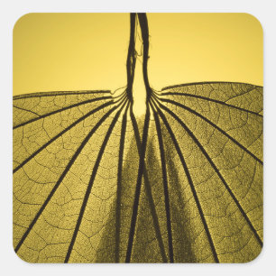 Adesivo Quadrado Esqueleto de Folha