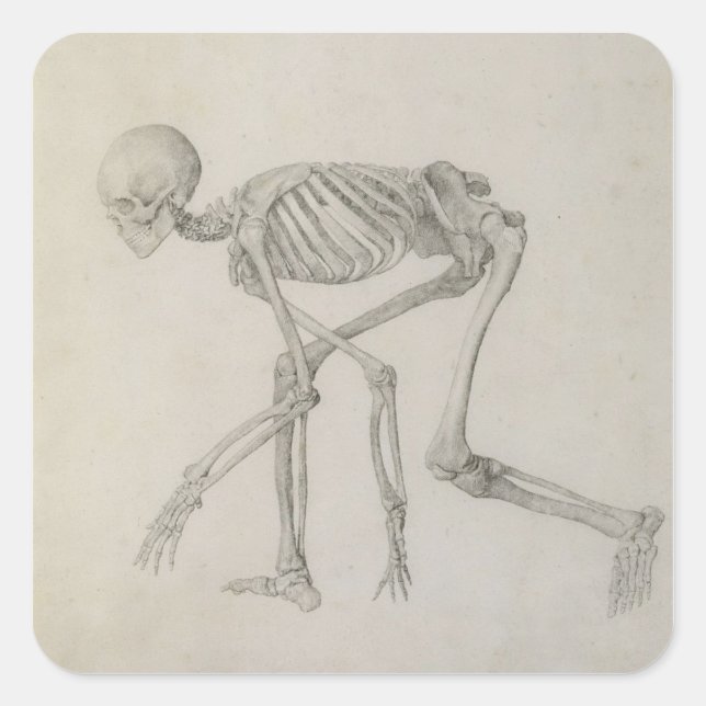 Adesivo Quadrado Esqueleto Humano: Vista lateral na Postura de Cobe (Frente)