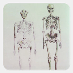 Adesivo Quadrado Esqueletos do Australopithecus Boisei