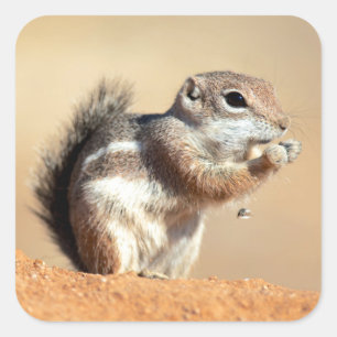 Adesivo Quadrado esquilo-antílope de Harris (Ammospermophilus)