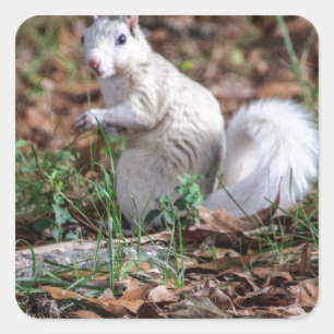 Adesivo Quadrado Esquilo branco de Brevard