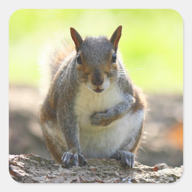 Adesivo Quadrado Esquilo das cinzas - Bute Park, Cardiff, Wales, UK (Frente)