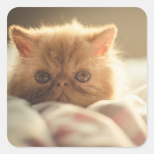 Adesivo Quadrado Estada doce do gatinho morna