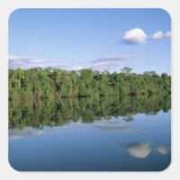 Estado do Mato Grosso, Amazônia, Brasil. Florestad
