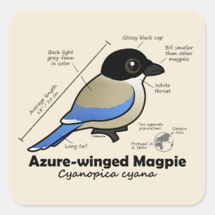 Adesivo Quadrado Estatísticas de Magpie com asa do Azure