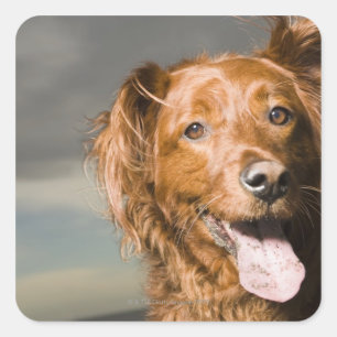 Adesivo Quadrado Este cão é retriever. dourado da parte