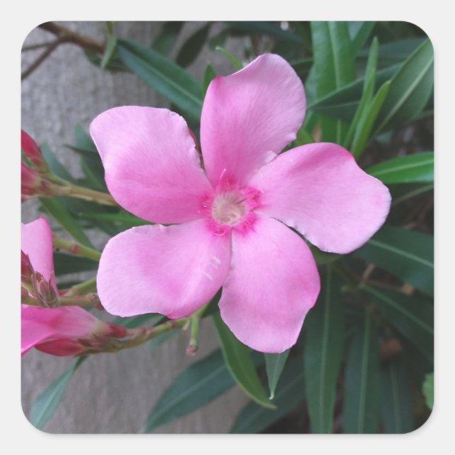 Adesivo Quadrado Estiques (20) pedaços quadrados (Frente)