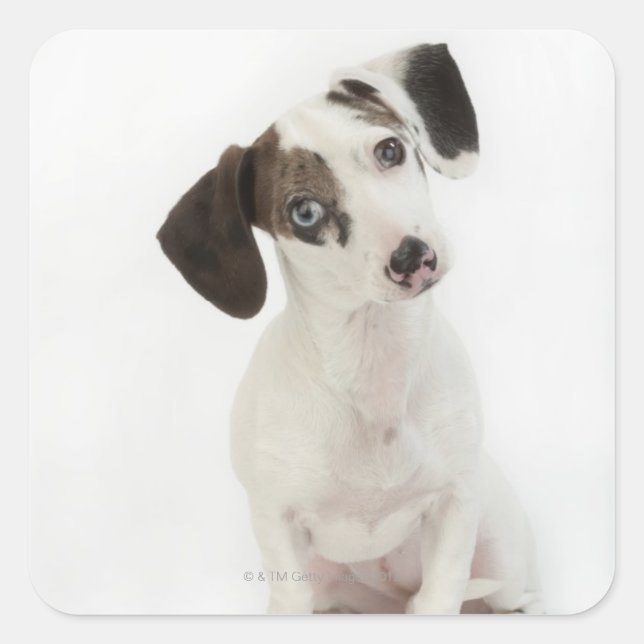 Adesivo Quadrado Estrelando fêmea Dachshund/Chihuahua (Frente)