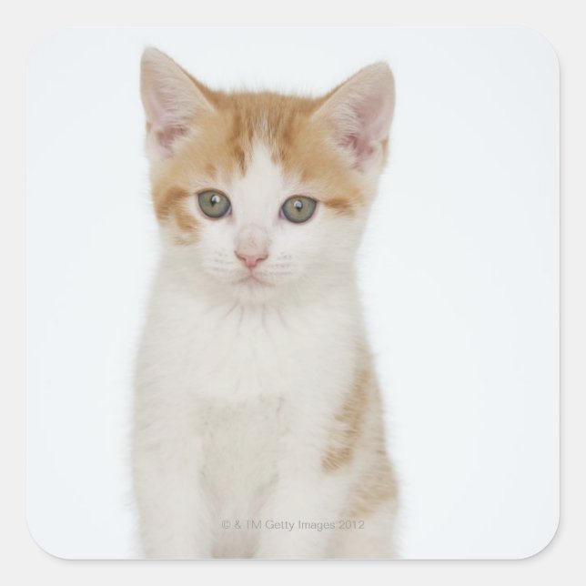 Adesivo Quadrado Estúdio de gatinho (Frente)