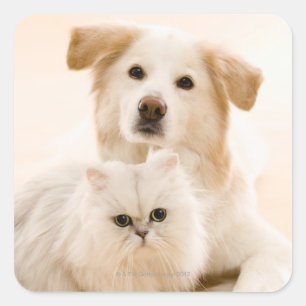 Adesivo Quadrado Estúdio de gato e cão