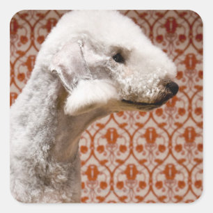 Adesivo Quadrado Estúdio disparado de Bedlington Terrier