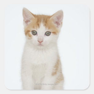 Adesivo Quadrado Estúdio disparado do gatinho